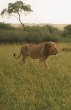 Lion2