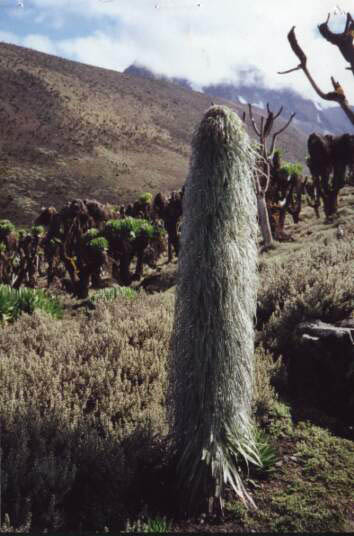 Plant2