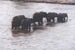 Elephants