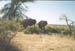 Elephants_2