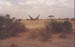 Giraffes