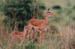 Herbivores