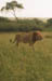 Lion2