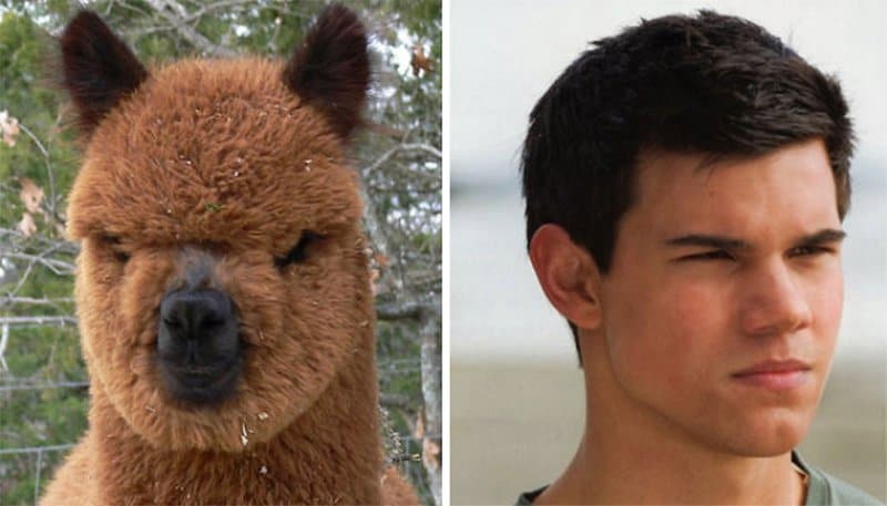 Alpaca
