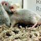 Pink-Eyed-Black Dove Mouse