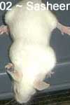 ALBINO