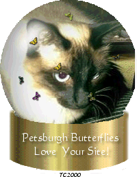 Petsburgh Butterflies