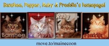 Visit these beautiful main coons