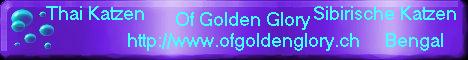 Cattery of Golden Glory, Swiss