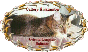 Cattery Kirazamber, the Netherlands