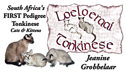 Loeloeraai Tonkinese, SA