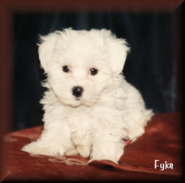 Fyka