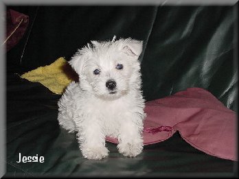 Jessie