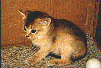 tommyanimation.gif (281635 bytes)
