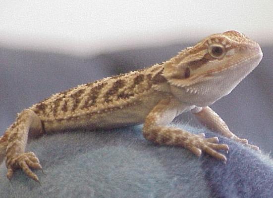He wasn't quite a baby anymore here, on my sister's knee.