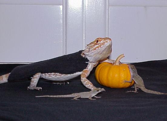 Meez with my two favorite anoles, Vincent (center) and Markus (right).