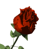 Redrose