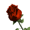 Redrose