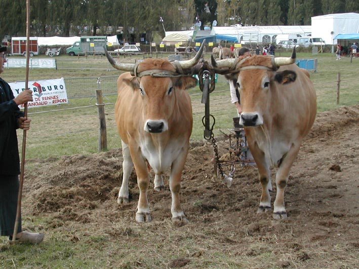 boeufs au joug