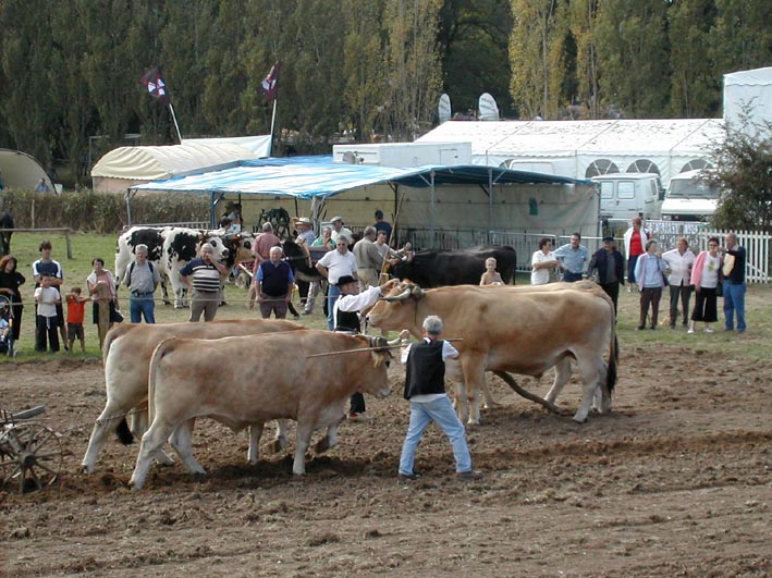 boeufs