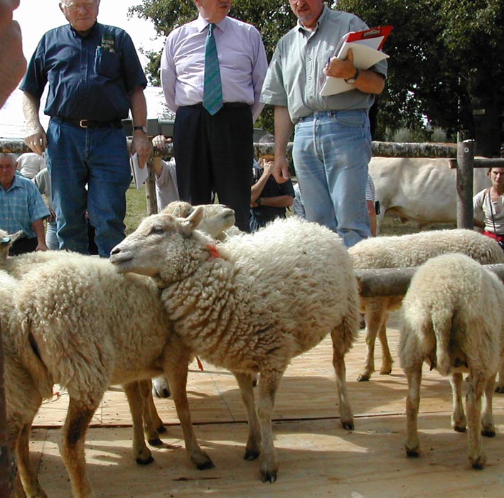 brebis douessant
