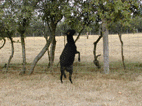 sur deux pattes