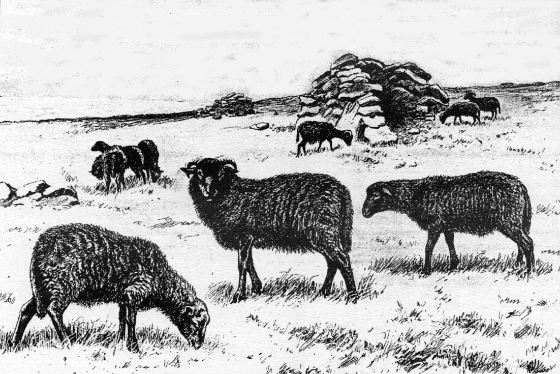 moutons noirs
