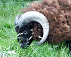mouton nain