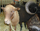 mouton noisette