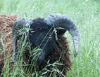 cornage du b�lier