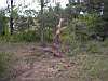 The Tree That Stood it's Ground