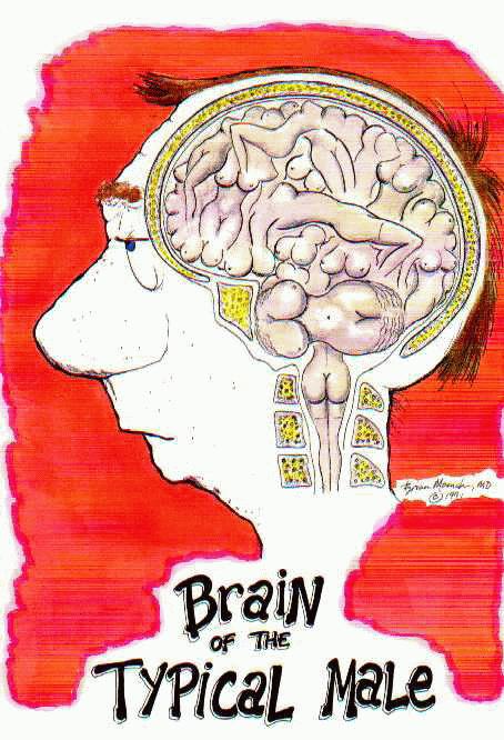 Brain Of The Typical Male