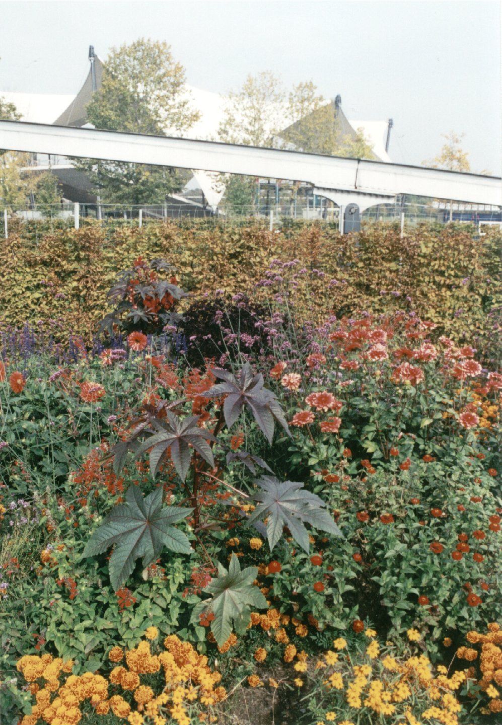 Bl�tenpracht im Elbauenpark