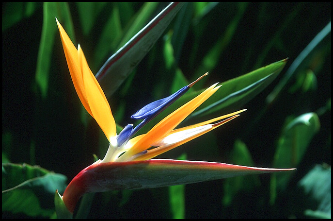 Bird of Paradise