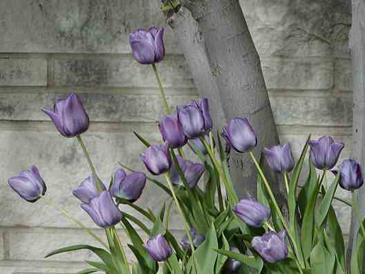 lavendartulips