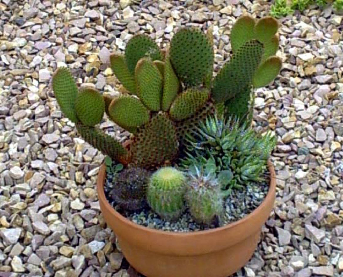Cactus Demo