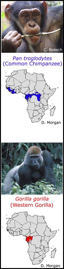 chimp map