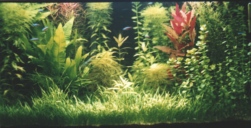 aquarium