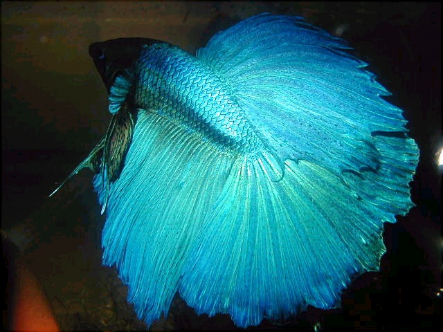 MALE