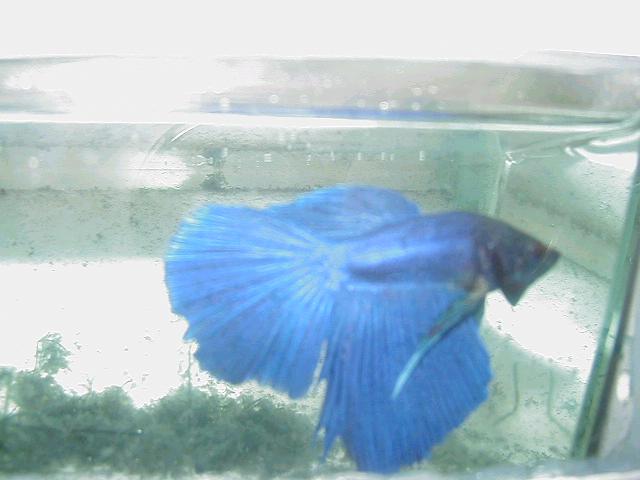 MALE