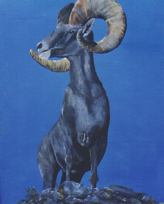 Bighorn, Acrylic on canvas