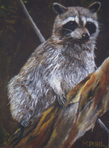 Racoon, Acrylic on canvas
