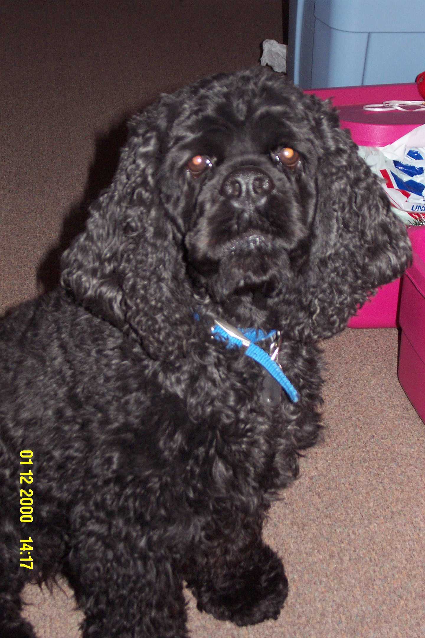 Chessie