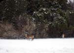  Deer Grazing on VA Hospital Grounds