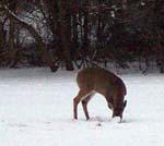  Deer Grazing on VA Hospital Grounds