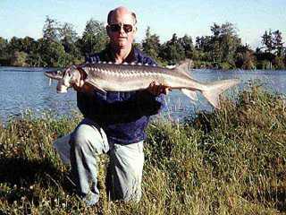 Sturgeon Growth Chart
