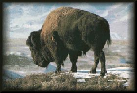 Buffalo