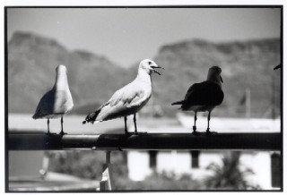 Disturbed seagul at the V&A Waterfront, Cape Town