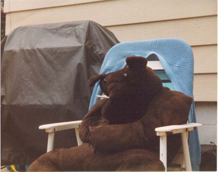 A picture of a bear at my family reunion.