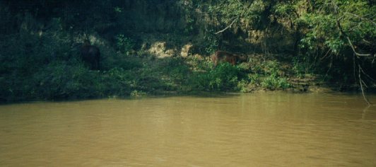 Capybaras